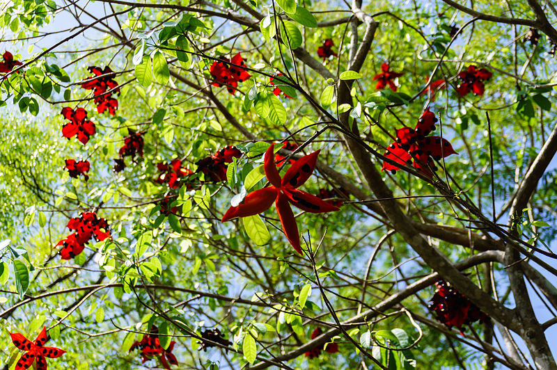 Sterculia lanceolata